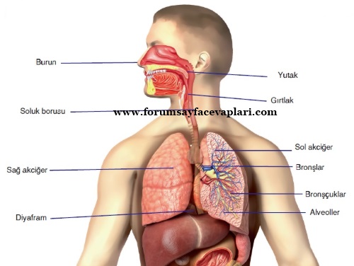 Solunum sistemi organlarını gösteren bir poster hazırlayınız.