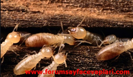 Karıncaların ve termitlerin özelliklerini araştırınız.